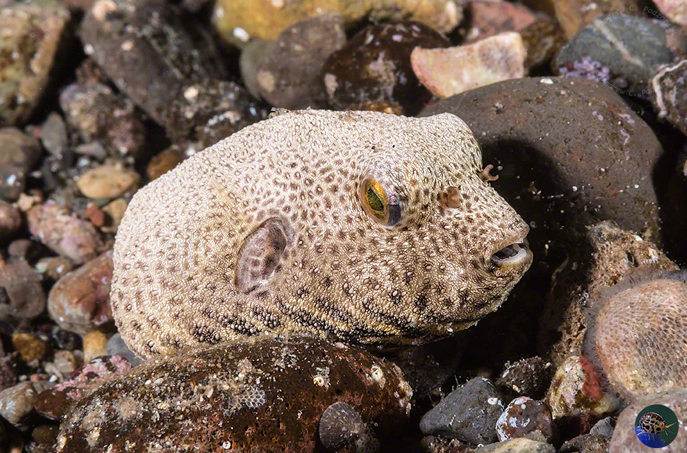 Arothron sp. juvenile