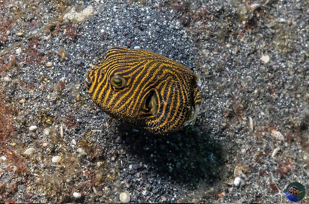 Arothron stellatus - juvenile