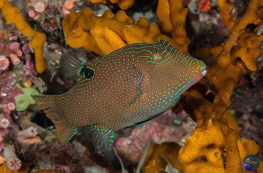 Canthigaster papua