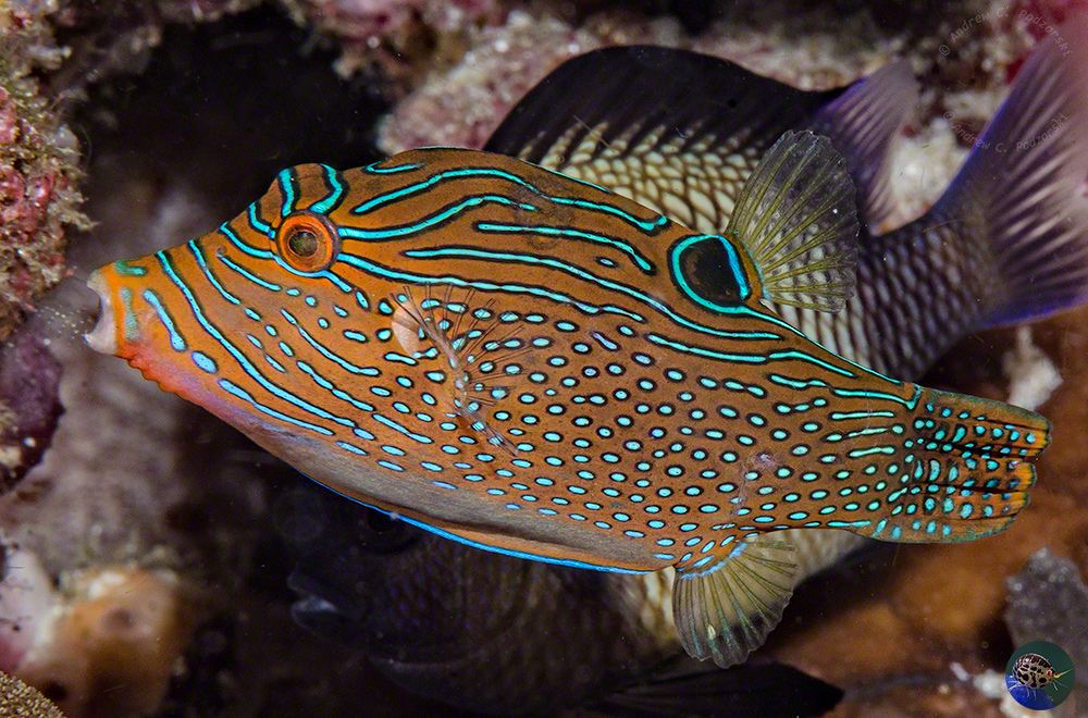 Canthigaster petersii