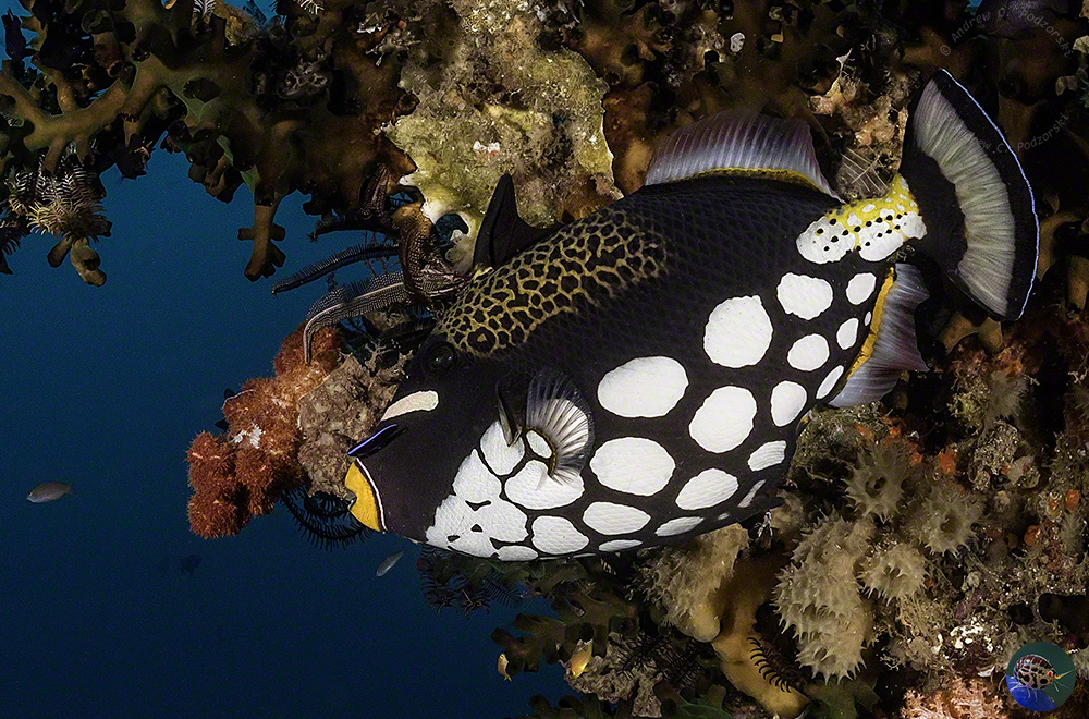 Balistoides conspicillum