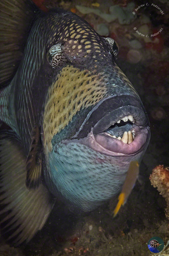 Balistoides viridescens