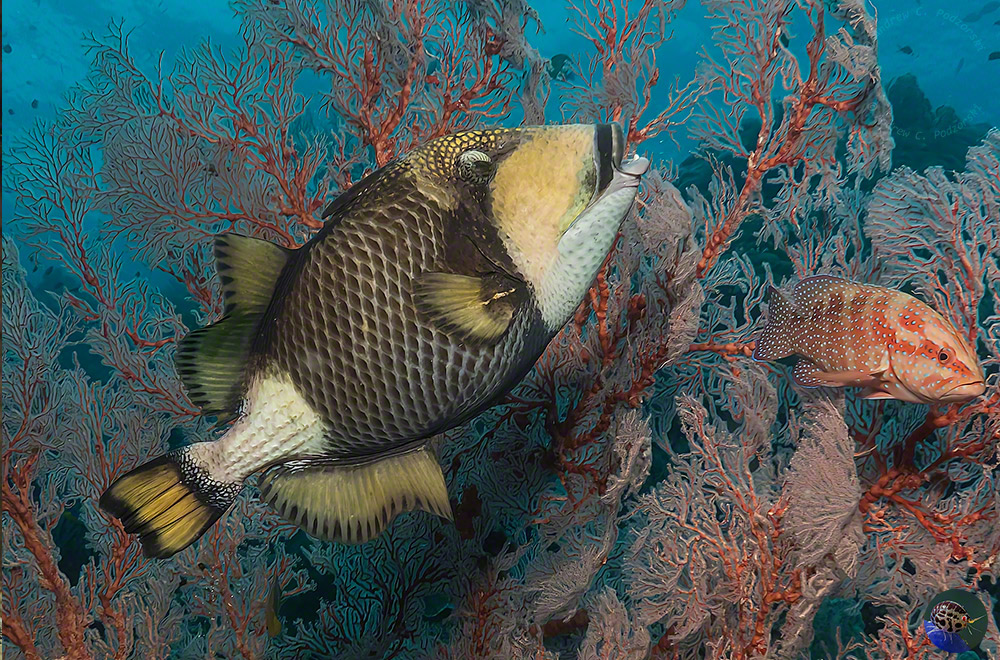 Balistoides viridescens