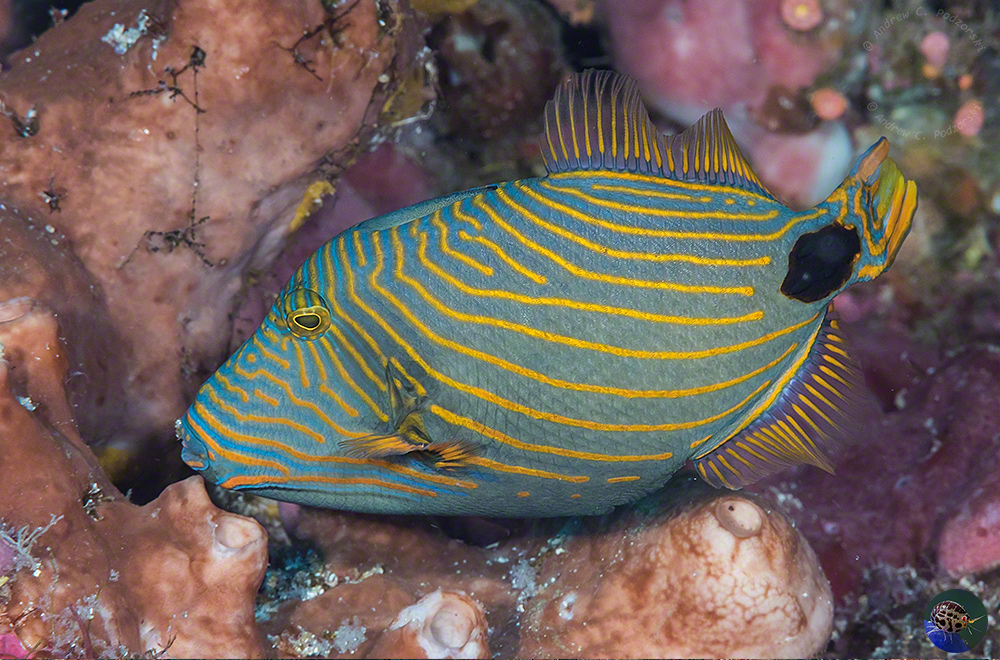 Balistapus undulatus