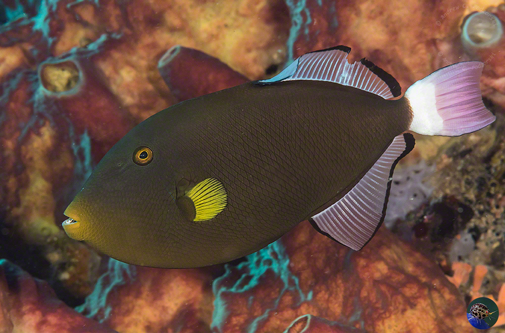 Melichthys vidua