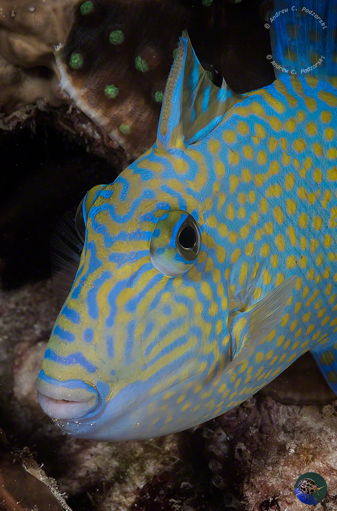 Pseudobalistes fuscus