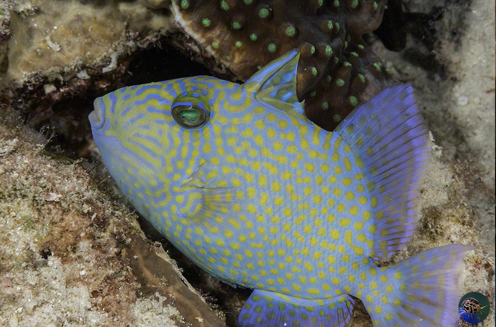 Pseudobalistes fuscus