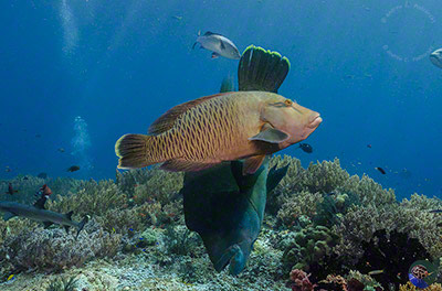 Cheilinus undulatus - mature male & female