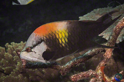 Epibulus insidiator - male