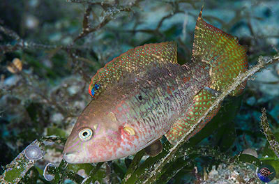 Oxycheilinus bimaculatus - male