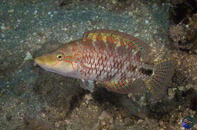 Oxycheilinus cf. celebicus