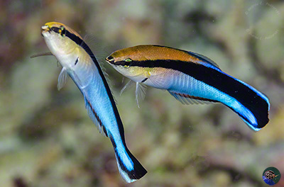 Labroides dimidiatus