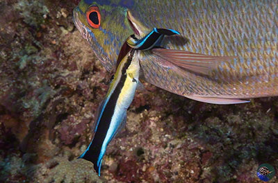 Labroides dimidiatus cleaning gills