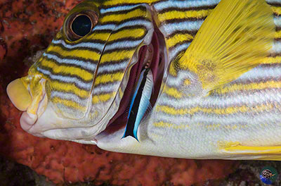 Labroides dimidiatus cleaning gills