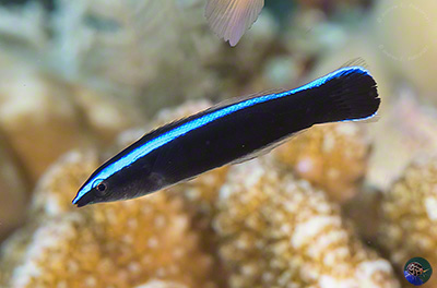 Labroides dimidiatus - juvenile