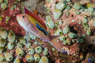 Labroides dimidiatus at work!