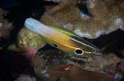 Labropsis alleni - subadult