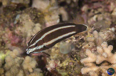 Labropsis manabei female