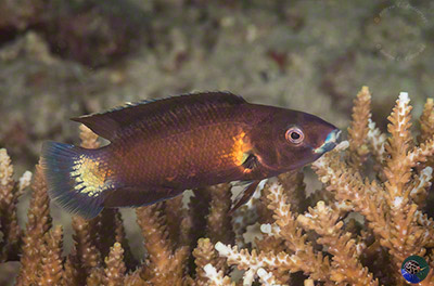 Labropsis manabei male