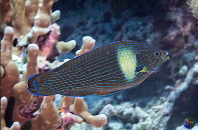 Labrichthys unilineatus - male