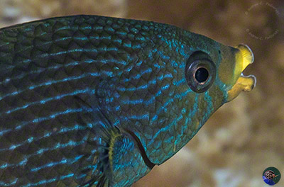 Labrichthys unilineatus - female