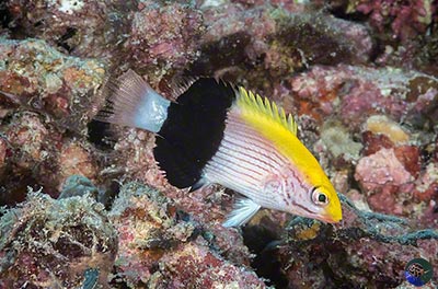 Bodianus bilunulatus juvenile