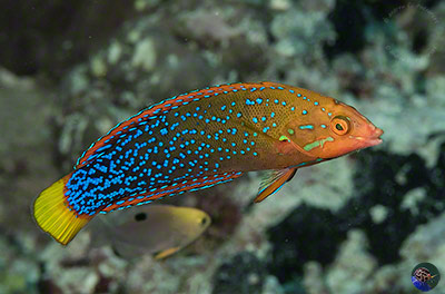 Coris gaimard - young male