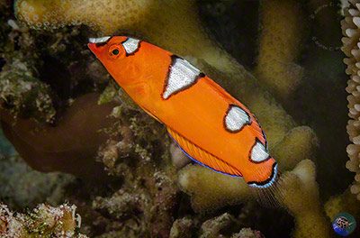 Coris gaimard juvenile