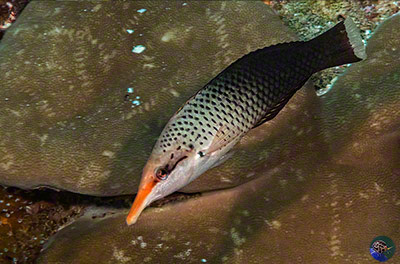 Gomphosus varius - female