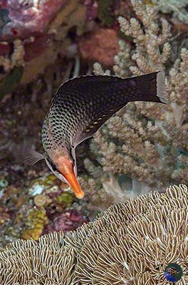 Gomphosus varius - female