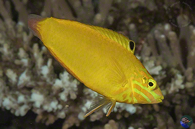 Halichoeres chrysus male