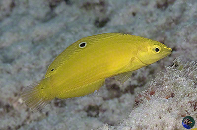 Halichoeres leucoxanthus