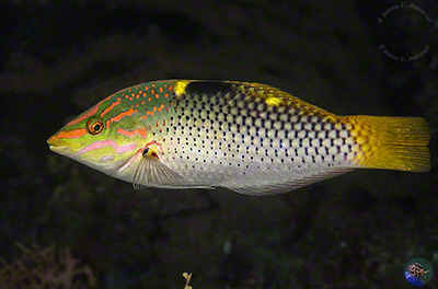 Halichoeres hortulanus