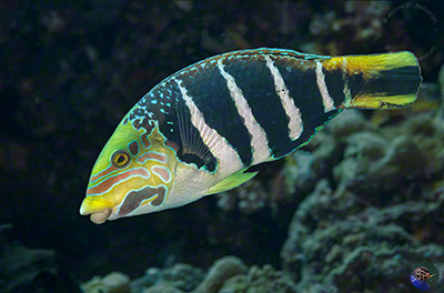 Hemigymnus fasciatus