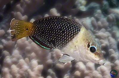 Hemigymnus melapterus - female