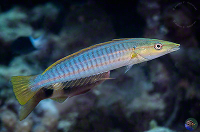 Hologymnosus doliatus