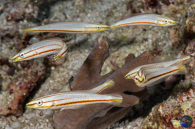 Hologymnosus longipes