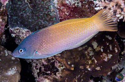 Julichoeres prosopeion