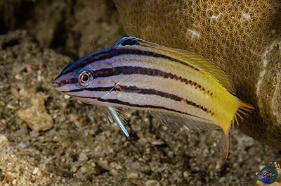 Julichoeres prosopeion juvenile