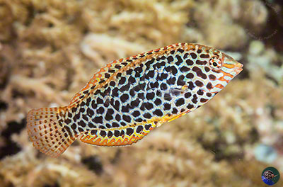 Macropharyngodon meleagris