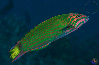 Thalassoma lunare - female