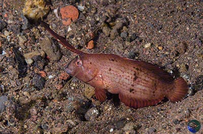 Iniistius pavo juvenile