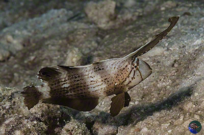Iniistius ?pavo juvenile