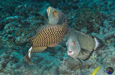 Novaculichthys taeniourus