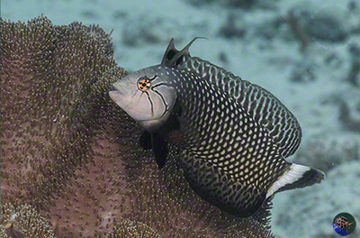 Novaculichthys taeniourus - sub-adult