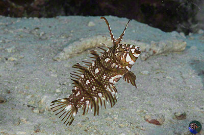 Novaculichthys taeniourus - juvenile