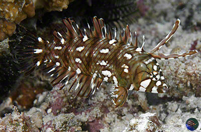 Novaculichthys taeniourus - juvenile