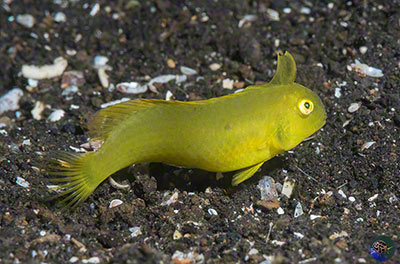 Xyrichtys pentadactylus - juvenile