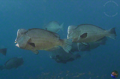  Bolbometopon muricatum