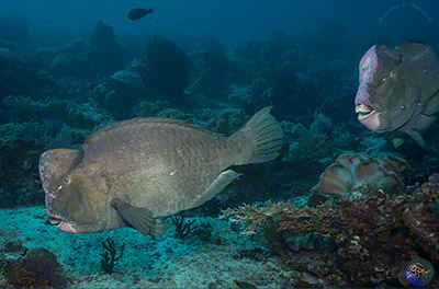 Bolbometopon muricatum